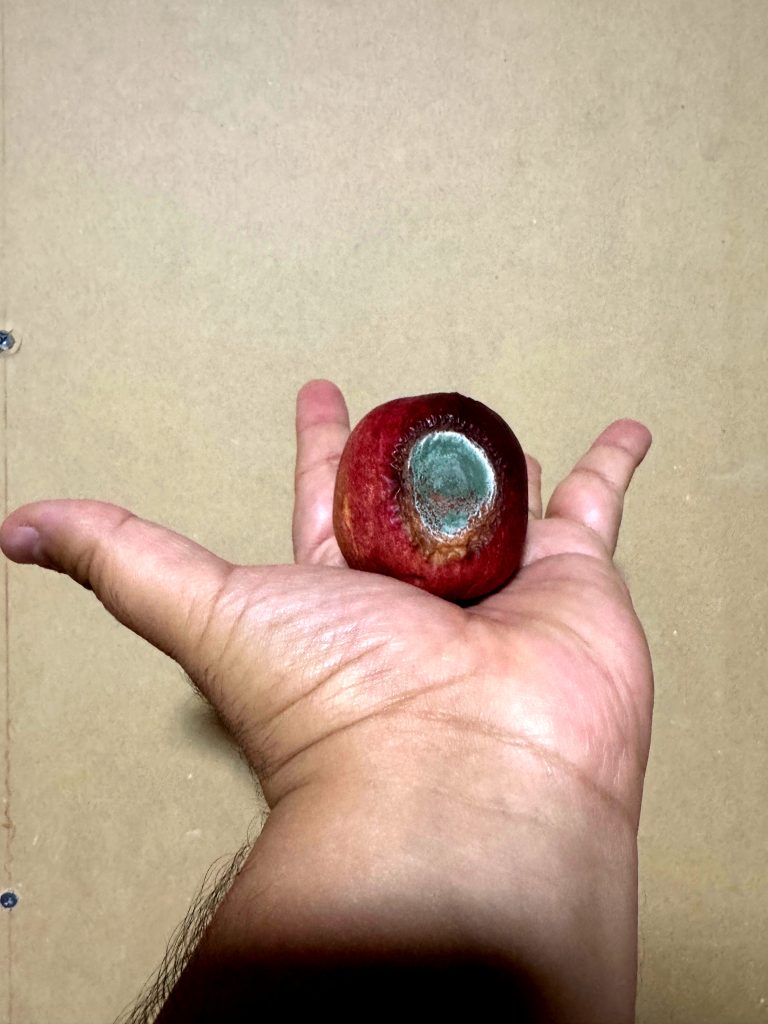 1000043443
