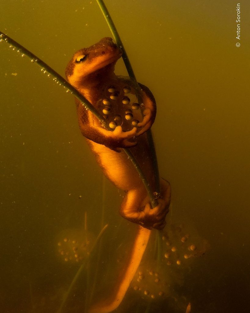 Estas son las imágenes ganadoras del concurso Wildlife Photographer of the Year 2026: un chileno fue reconocido 5 descarga 1