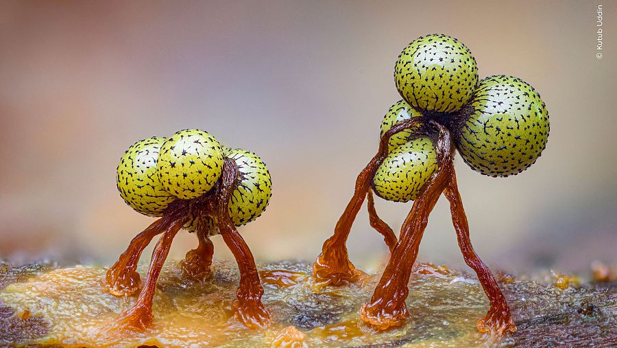 Estas son las imágenes ganadoras del concurso Wildlife Photographer of the Year 2026: un chileno fue reconocido 6 descarga 2