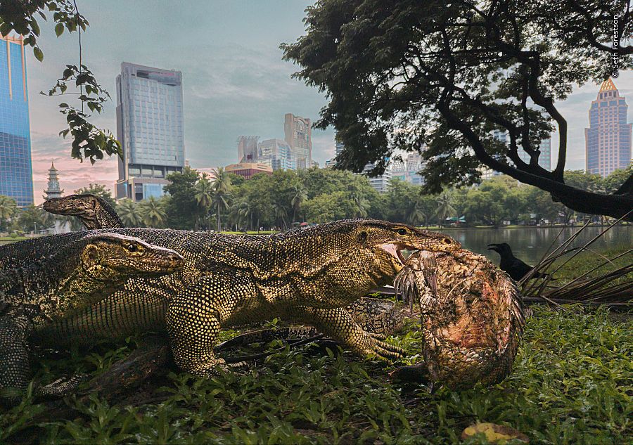 Estas son las imágenes ganadoras del concurso Wildlife Photographer of the Year 2026: un chileno fue reconocido 1 descarga 3