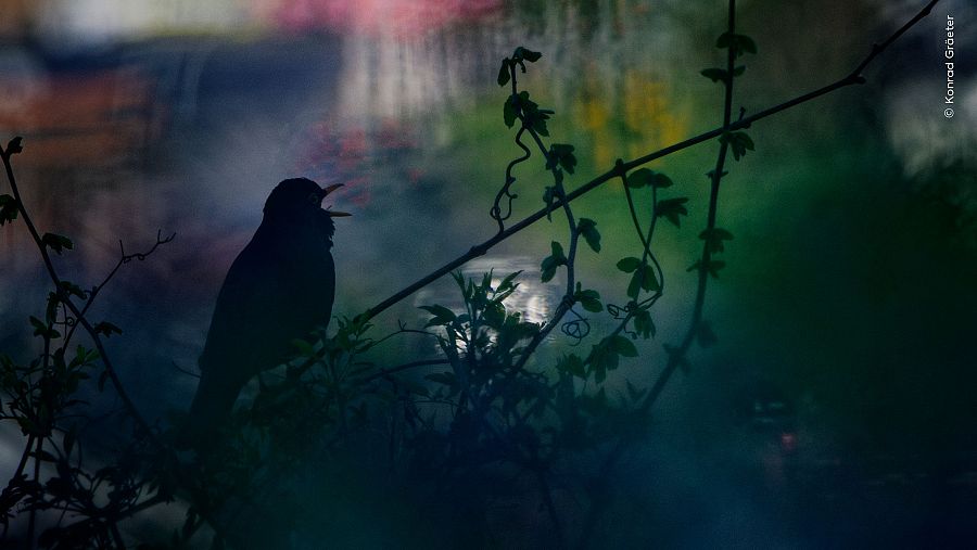Estas son las imágenes ganadoras del concurso Wildlife Photographer of the Year 2026: un chileno fue reconocido 4 descarga