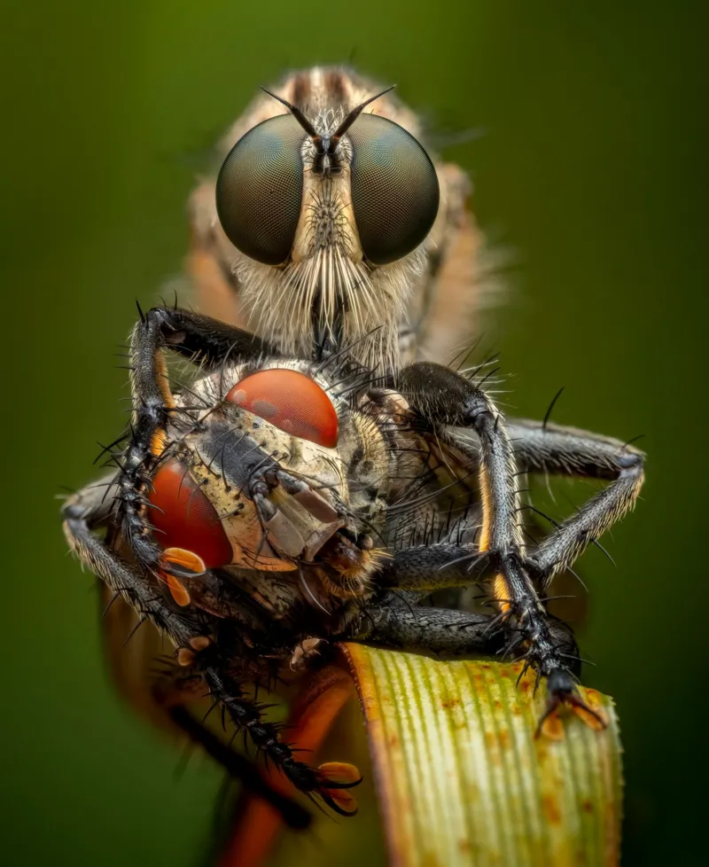 Estas son las imágenes ganadoras del concurso Wildlife Photographer of the Year 2026: un chileno fue reconocido 13 e1c4e360 c174 11f1 babe 4199b0e7ccea.jpg